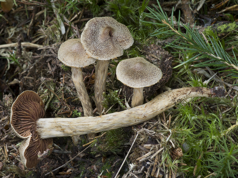 Cortinarius angelesianus